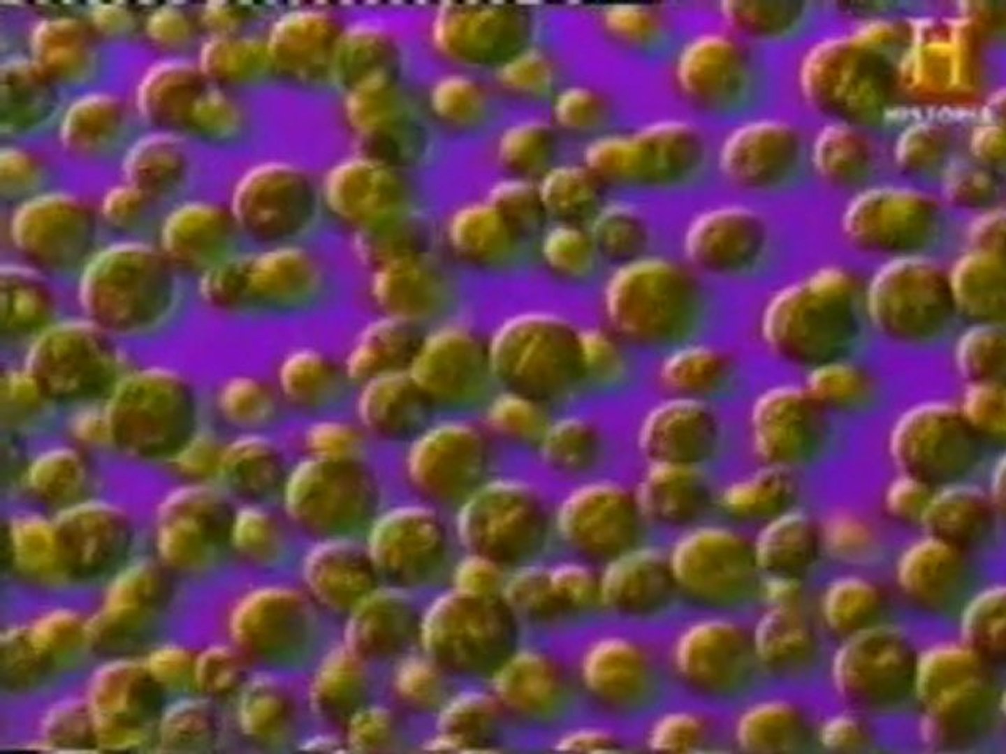 Cianobacterias: El origen de la vida - Vídeo Dailymotion