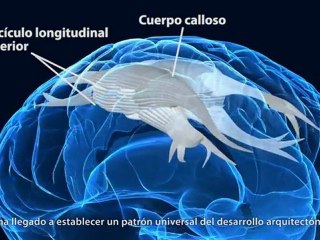 El cerebro adolescente (CUN)