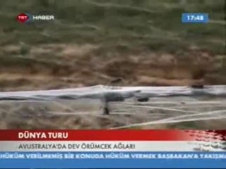 DEV ÖRÜMCEK AĞLARI