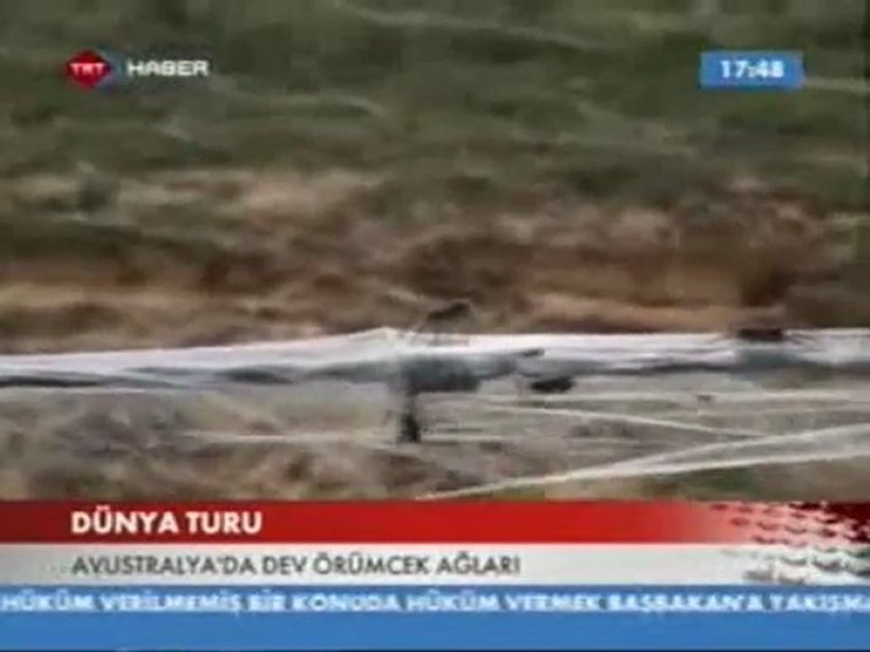 DEV ÖRÜMCEK AĞLARI