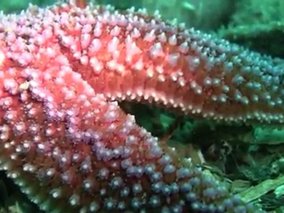 Sous les Mers