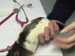 La boiterie du rat