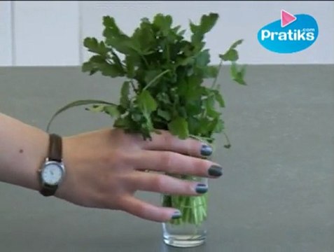 Comment conserver la coriandre fraîche