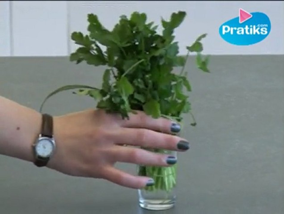 Comment conserver la coriandre fraîche