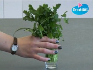 Comment conserver la coriandre fraîche