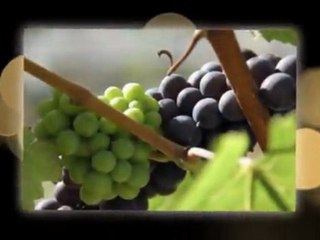 Best Wine Making Forum