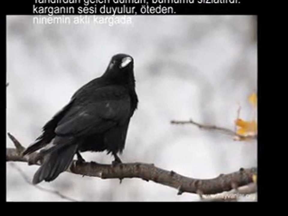 ikiside siyahtı