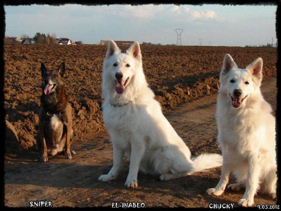 BALADE AVEC LES FILLES ET LES 4 PATTES  9.03.2012