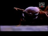 Les fourmis tueuses