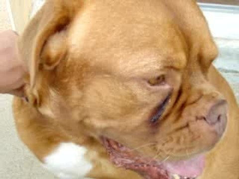 Nystagmus chien
