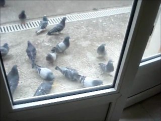 LES PIGEONS DES OLIVIERS