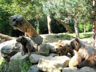 Ours des Pyrénées