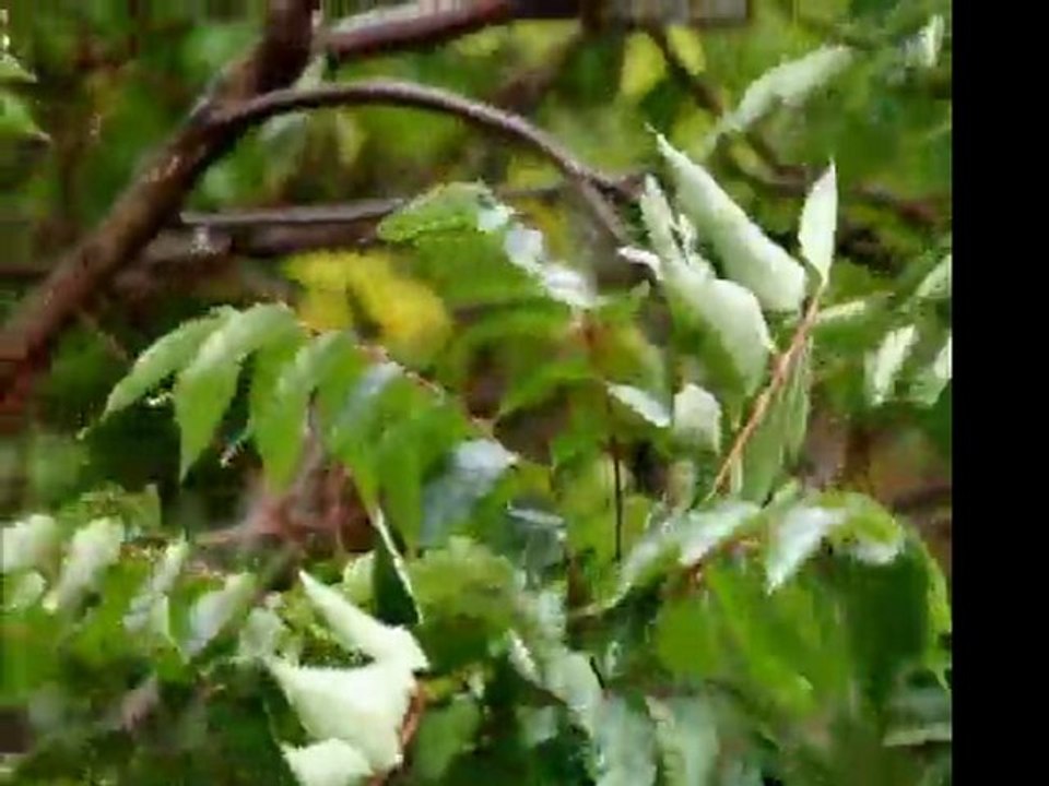 Aynur - Şuware (Ağıt)