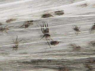 Spiders Blanket Australian Town