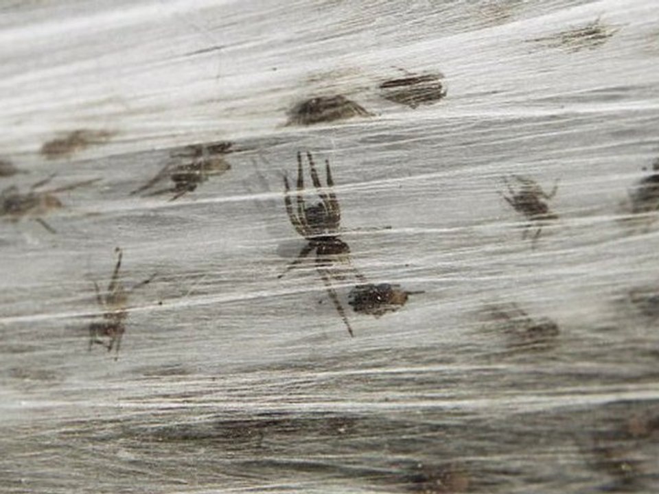 Spiders Blanket Australian Town