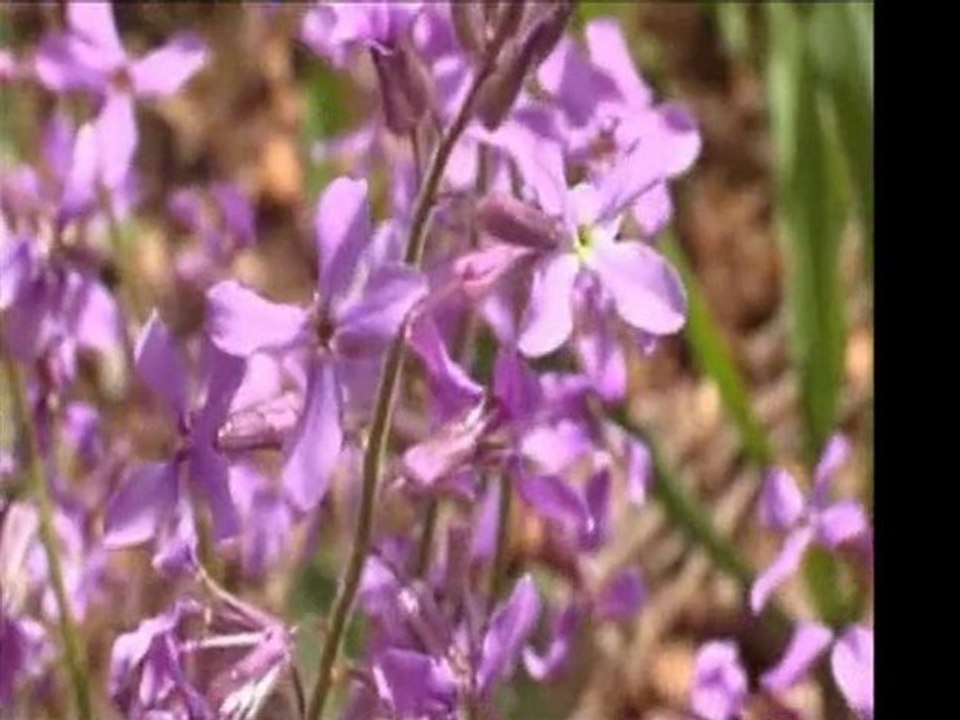 Aynur - Eman Eman Eman Dılo (Aman Aman Aman Gönül)