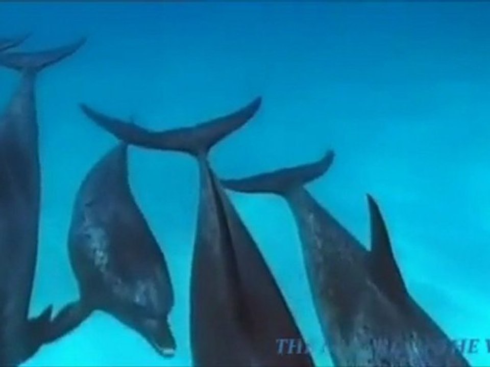 Dolphins