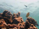Discover Scuba Diving with Calypso Diving Samui on Koh Tao thailand - bapteme plongee