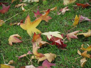 Dolano Satsang Puna,India 28 Feb. 2012
