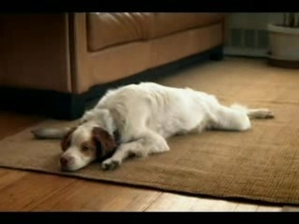 Heineken Dog
