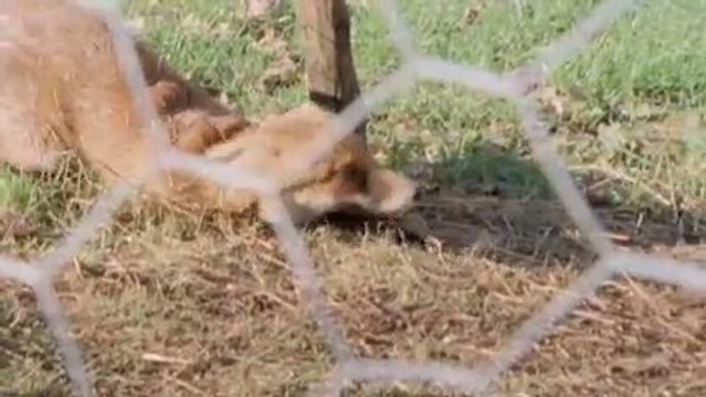 Fencing Contractors Epping Citywide and Macedon Fencing ...