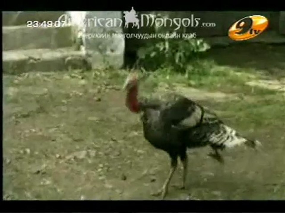 Altan Gart Sonika 01