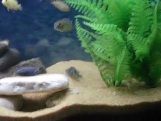 mavi prensesler dövüşüyor mu