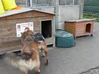 cassius et nougat le raleur