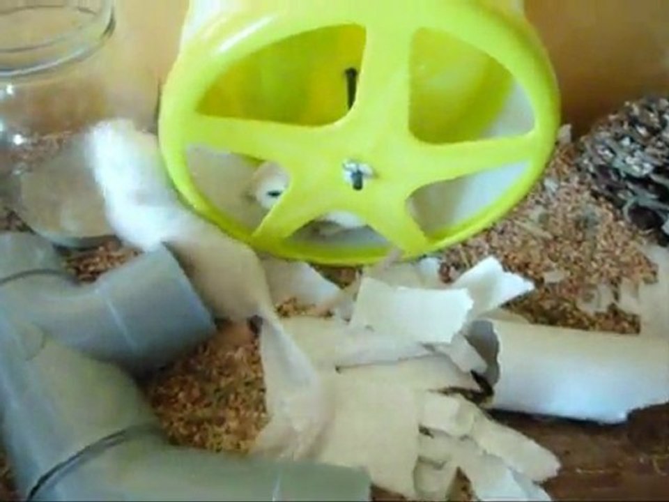 Mes gerbilles font de la roue