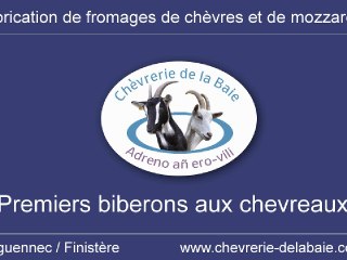 Les premiers biberons aux nouveaux-nés de la Chèvrerie de la Baie à Tréguennec