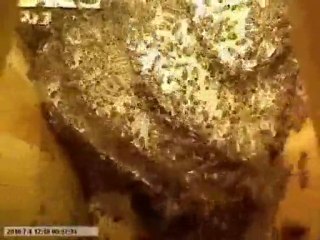 "Arının kovana yerleşmesi ve kara kovan balının yapılışı " Soner GENEL