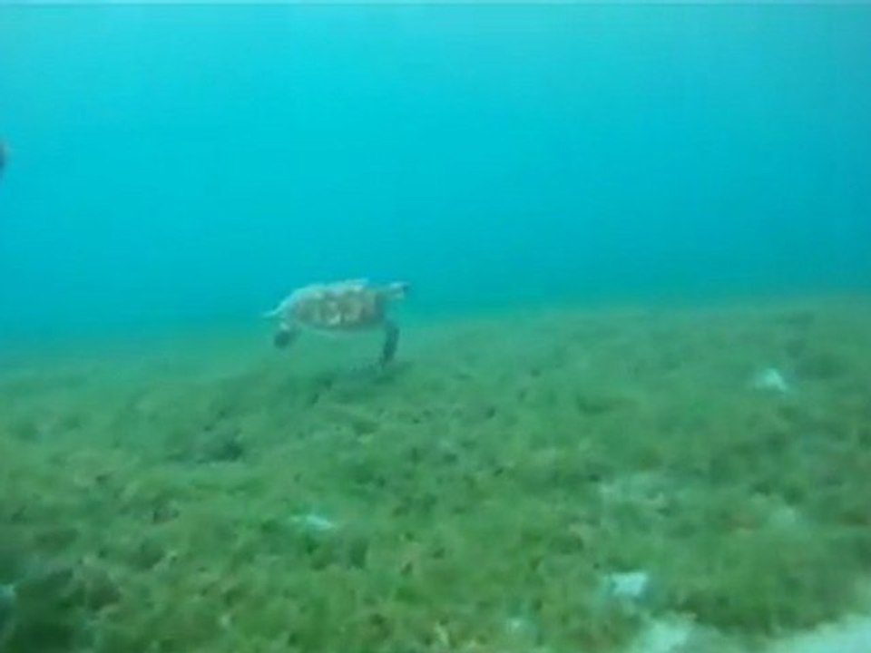 Tortue à Grande Anse d'Arlet