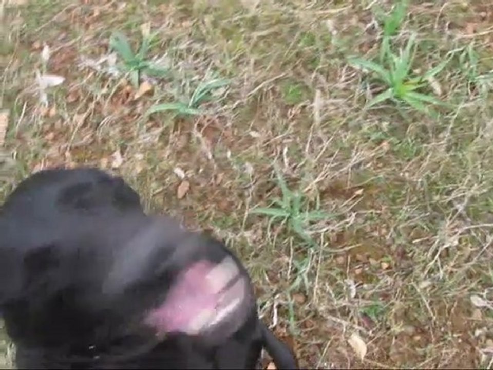 Köpeklerde gebelik sporu.