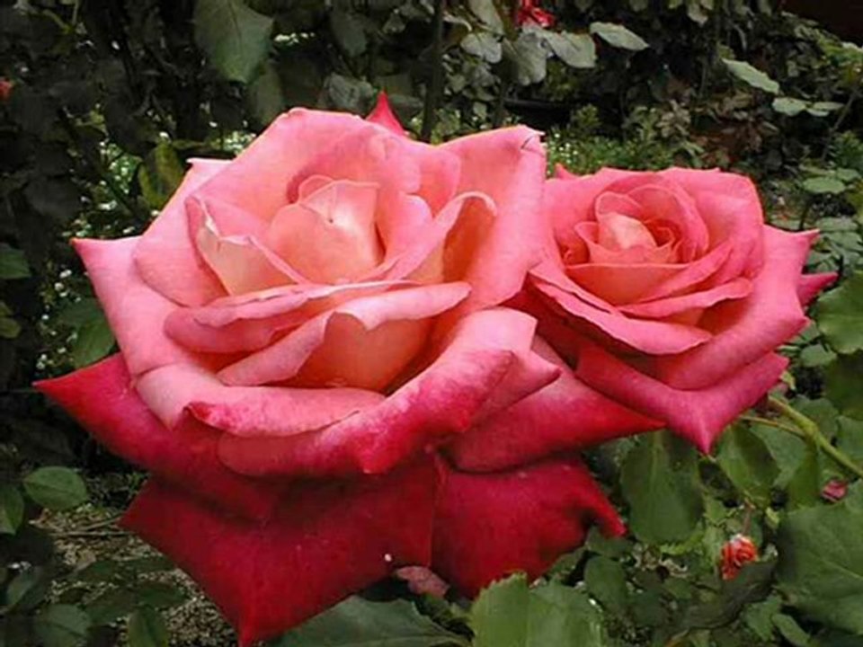 Ahmet ÖZHAN   "DEMEDİM Mİ  DEMEDİM Mİ"