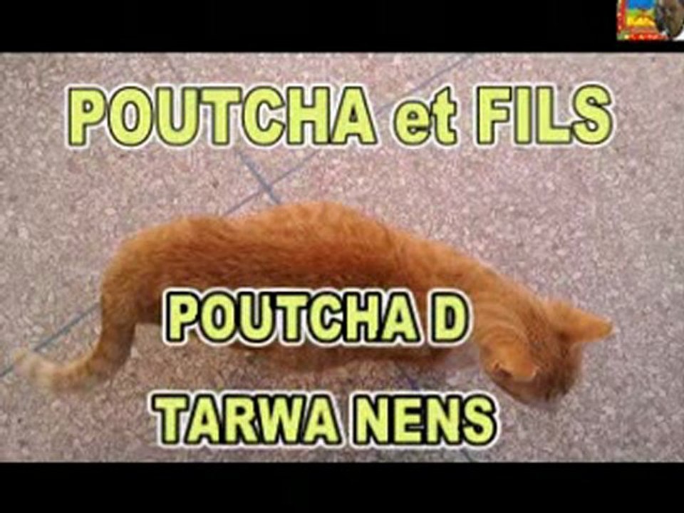 Poutcha et chatons la 1ère semaine