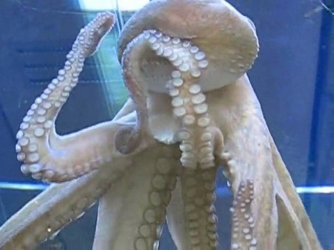 Karlsruhe, Allemagne : poulpe musée...