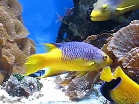 Karlsruhe, Allemagne : poissons musée