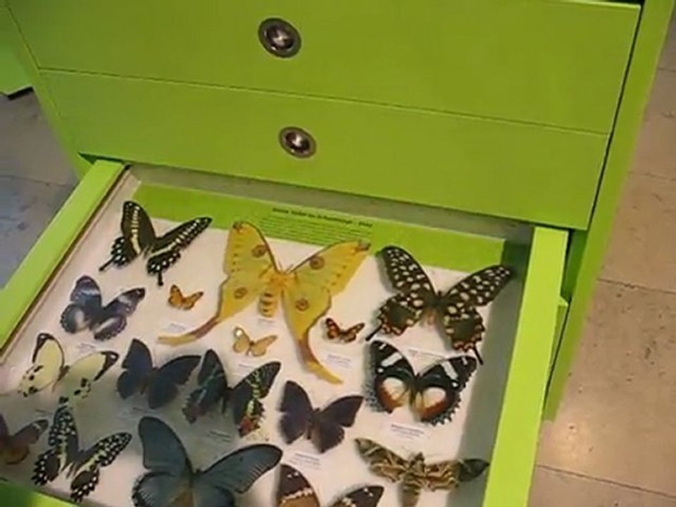 Karlsruhe, Allemagne : insectes musée...