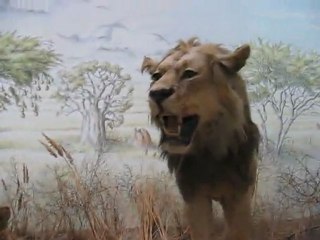 Karlsruhe, Allemagne : faune sauvage musée...