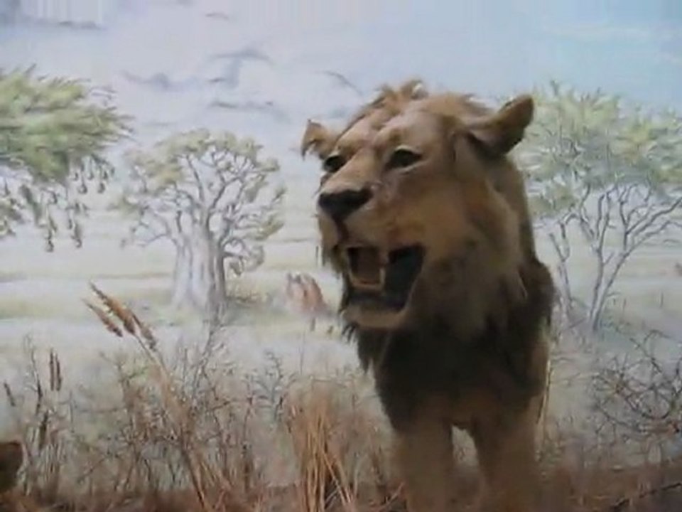 Karlsruhe, Allemagne : faune sauvage musée...