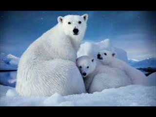 To the Arctic 3D Part 1 of 12 Full Movie