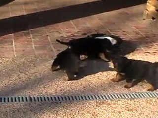 chiots de Vaguerra et Ektor