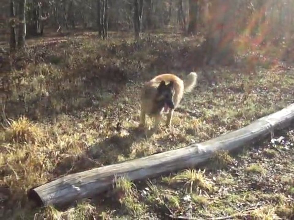 2012 03-09 foret 001
