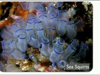 Vitamin For Brain Supplement | Daniel Wolpert-Part-1