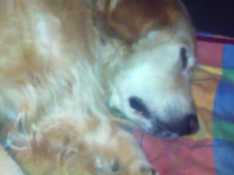 Vison après un bon repas ;)