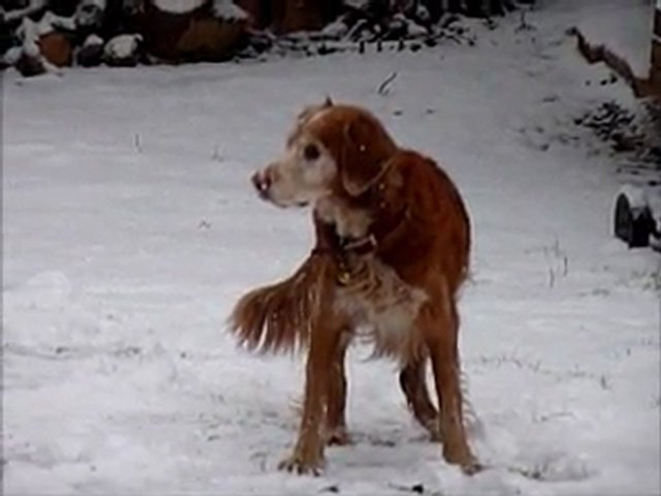 2012-02-02_Pluto dans la neige