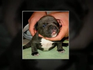 Blue Pitbull Puppies For Sale