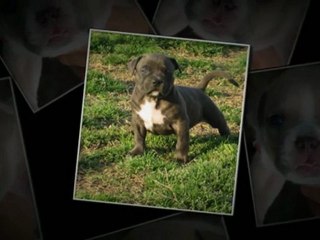Pitbull Puppies For Sale