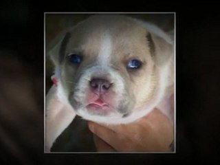 Blue Pitbull Puppies