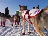 Iditarod 2012-Zirkle_Kaltag-Forum Chiens de traineau